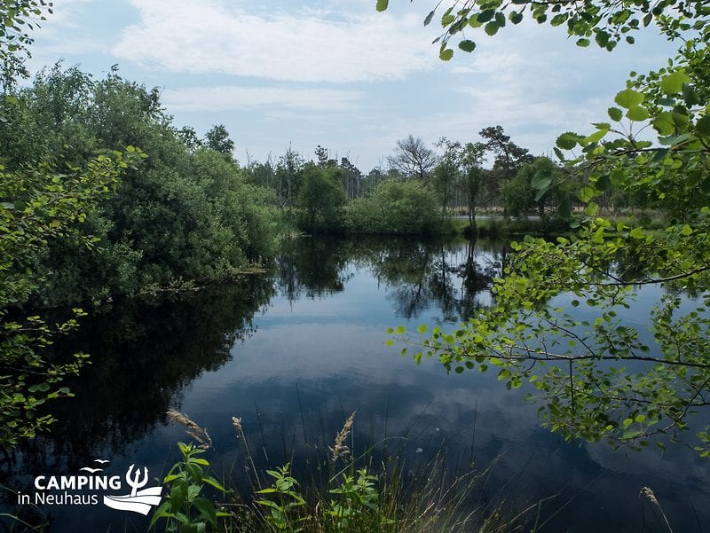 Ansicht von einem Torfstichteich im Ribnitzer Großes Moor